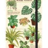 Green hosta, pothos, monstera, and fern houseplant illustrations for indoor gardening and plant care tips.