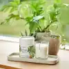 Citrus Tonic candle and herbal plants on wooden tray by the window, promoting a relaxing home ambiance with natural scents and greenery.